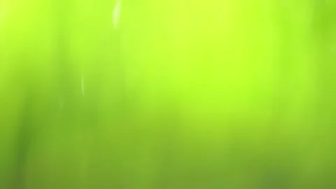 Fresh green grass with dew drops clips, dew drops on green grass footage, rain Stock Footage 143600841