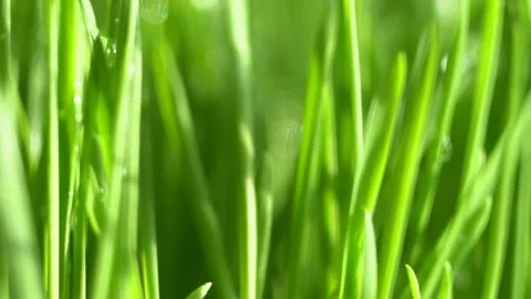 Fresh green grass with dew drops clips, dew drops on green grass footage, rain 스톡 동영상 143601088