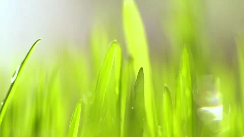 Fresh green grass with dew drops clips, dew drops on green grass footage, rain Stock Footage 143601149