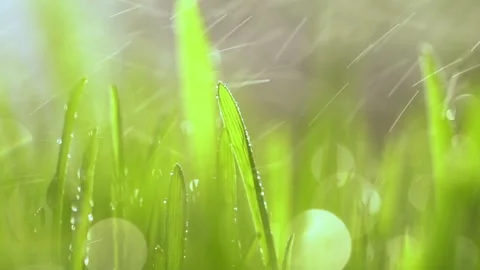 Fresh green grass with dew drops clips, dew drops on green grass footage, rain Stock Footage 143601267