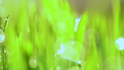 Fresh green grass with dew drops clips, dew drops on green grass footage, rain Stock Footage 143601438