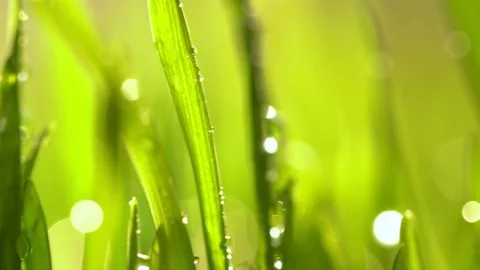 Fresh green grass with dew drops clips, dew drops on green grass footage, rain Stock Footage 143601512