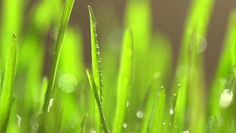 Fresh green grass with dew drops clips, dew drops on green grass footage, rain Video stock 143601716