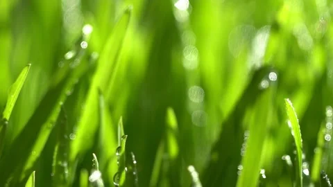 Fresh green grass with dew drops clips, dew drops on green grass footage, rain Stock Footage 143601998