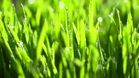 Fresh green grass with dew drops clips, dew drops on green grass footage, rain Stock Footage 143602222