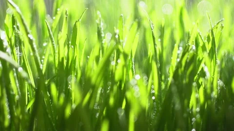 Fresh green grass with dew drops clips, dew drops on green grass footage, rain Stock Footage 143602346