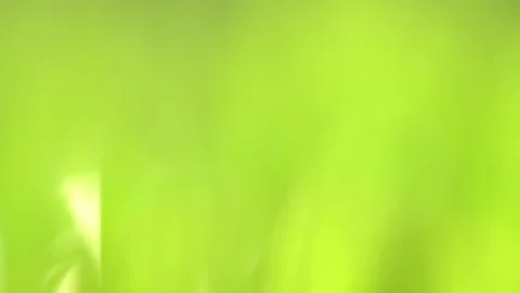 Fresh green grass with dew drops clips, dew drops on green grass footage, rain Stock Footage 143602720