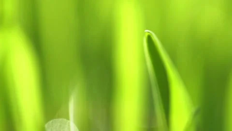 Fresh green grass with dew drops clips, dew drops on green grass footage, rain Stock Footage 143602904
