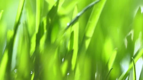 Fresh green grass with dew drops clips, dew drops on green grass footage, rain Stock Footage 143603011