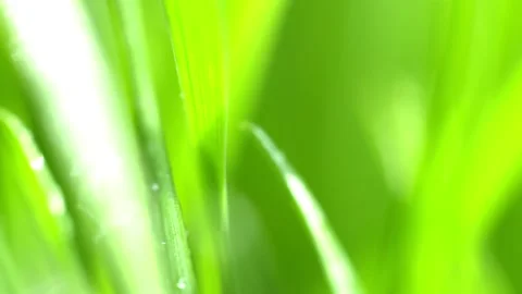 Fresh green grass with dew drops clips, dew drops on green grass footage, rain Stock Footage 144059681