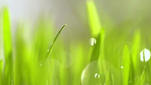 Fresh green grass with dew drops clips, dew drops on green grass footage, rain Stock Footage 144384246
