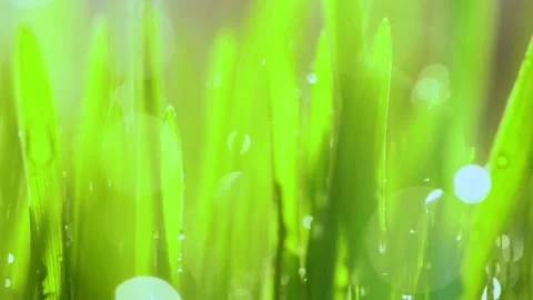 Fresh green grass with dew drops clips, dew drops on green grass footage, rain Stock Footage 146504376