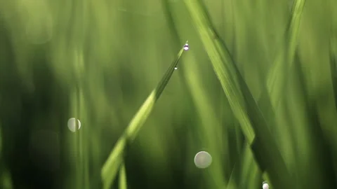 Fresh green grass with dew drops clips, dew drops on green grass footage Stock Footage 148000573