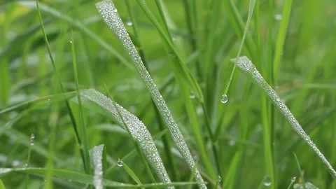 Fresh green grass with dew drops. Dew on the grass in the morning. Dew droplets Video stock 150438677