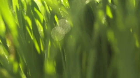 Fresh green grass with dew drops clips, dew drops on green grass footage, rain d Stock Footage 154335379