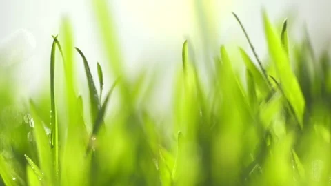 Fresh green grass with dew drops clips, dew drops on green grass footage, rain d Stock Footage 154335395