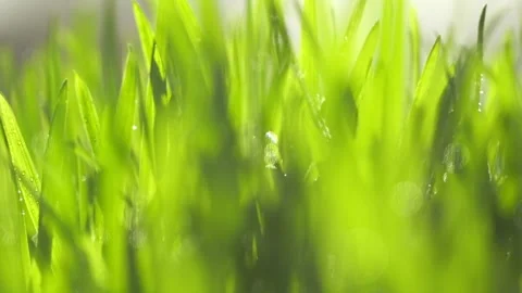Fresh green grass with dew drops clips, dew drops on green grass footage, rain d Stock Footage 154335430