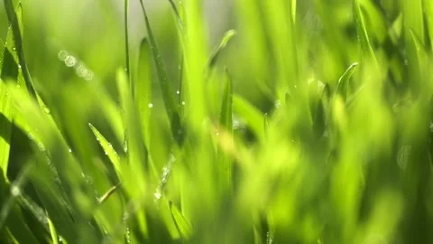Fresh green grass with dew drops clips, dew drops on green grass footage, rain d Stock-Footage 154335472