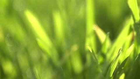 Fresh green grass with dew drops clips, dew drops on green grass footage, rain d Stock Footage 154335523