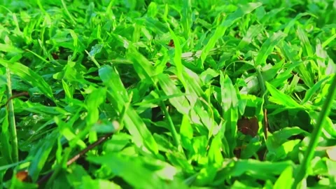 Fresh green grass with dew drops clips, raindrops on green grass video. dew drop Stock Footage 169167734