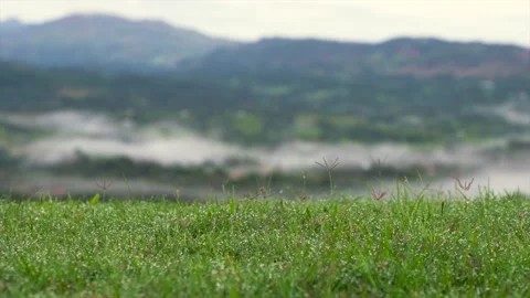 Fresh green grass with dew drops and mist on the background. Beautiful summer Stock Footage 208446419