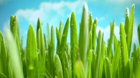 Fresh Green Grass With Dew Drops, Dew Drops on Green Grass Footage Video stock 219550544