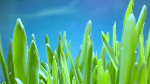 Fresh Green Grass With Dew Drops, Dew Drops on Green Grass Footage, Rain Drops Stock Footage 229614882