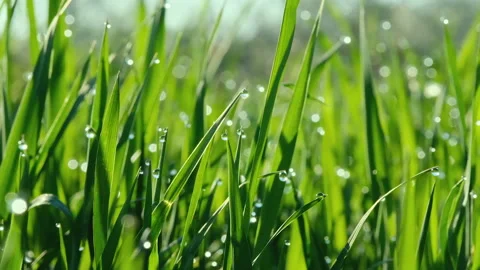 Fresh green grass with dew drops clips, dew drops on green grass footage, rain Stock Footage 239762042