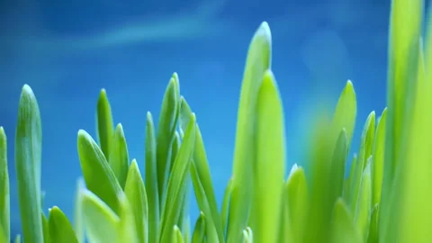 Fresh Green Grass With Dew Drops, Dew Drops on Green Grass Footage, Rain Drops Video stock 247173762