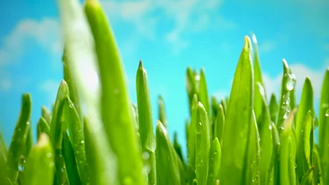 Fresh Green Grass With Dew Drops, Rain Drops on Green Grass Video. Blue Sky in Stock Footage 268412386
