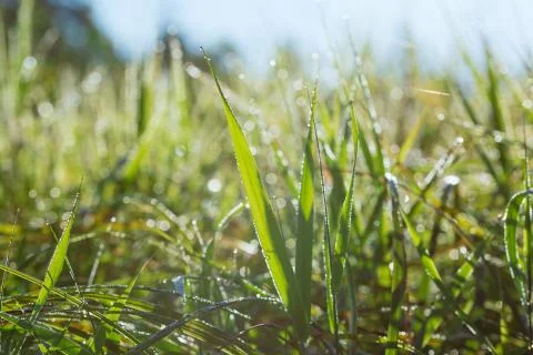 Fresh green grass with dew drops in the morning close up. Nature background. Stock Photos