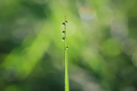 Fresh green grass with dew drops in the morning close up. Nature background. Stock Photos