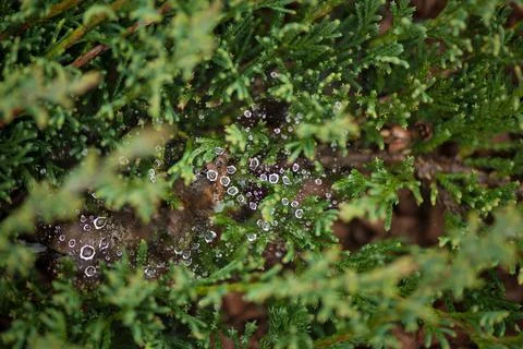 Fresh green grass with dew drops closeup. Nature Background Stock Photos
