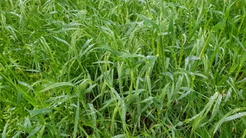 Fresh green grass with dew Stock Footage 130205869