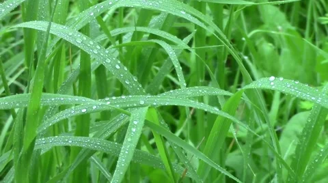Fresh Green Grass with Drops of Dew. Spring Nature Background Stock Footage 40834512