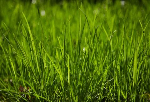 Fresh green grass in drops of dew. Stock Photos