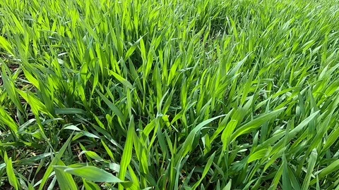 Fresh green grass field close up. Slow motion. Stock Footage 87913236