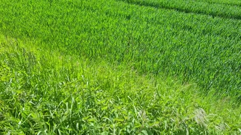 A fresh green grass field during spring, 4K Stock Footage 154607381