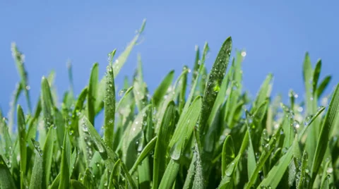Fresh Green Grass Stock Footage 37238376