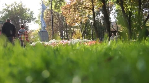 Fresh Green Grass Stock Footage 46503612