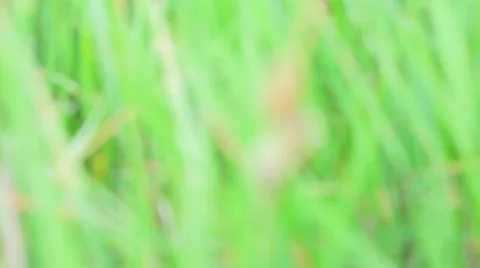 Fresh Green Grass Stock Footage 50636844