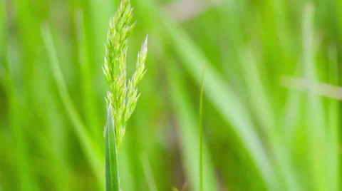 Fresh Green Grass Stock Footage 50636875