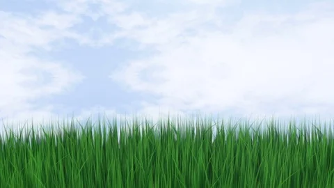Fresh green grass Stock Footage 73816080