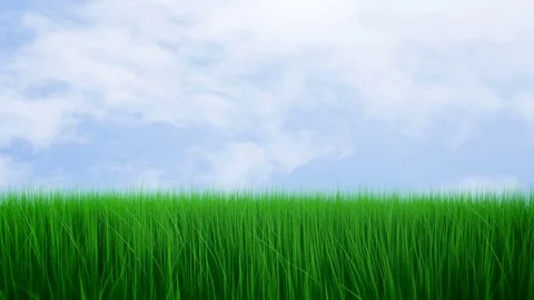 Fresh green grass Stock Footage 73950104