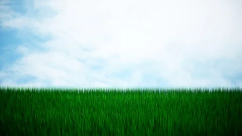 Fresh green grass Stock Footage 74135071