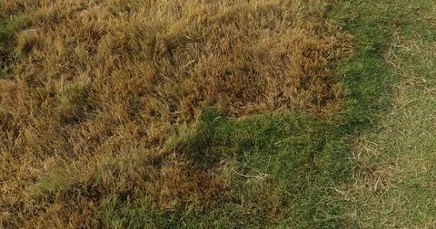 Fresh Green Grass Stock Footage 91599146