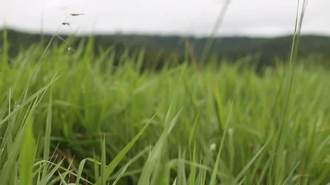Fresh green grass Stock Footage 129763157