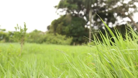 Fresh green grass Stock Footage 129763175