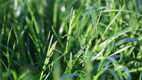 Fresh green grass Video stock 131091439