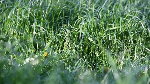 Fresh green grass Video stock 131091453